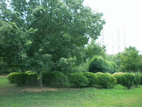 公园1