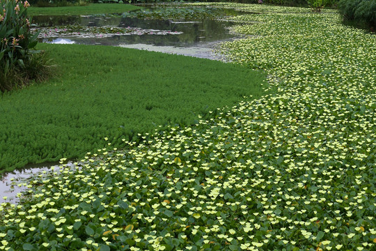 生态湿地