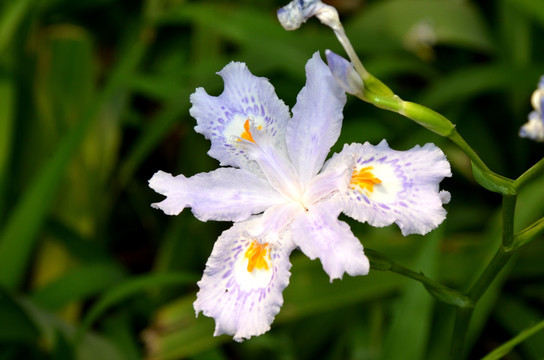 鸢尾花