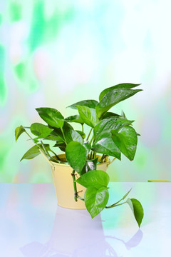 观赏性植物 植物 绿萝