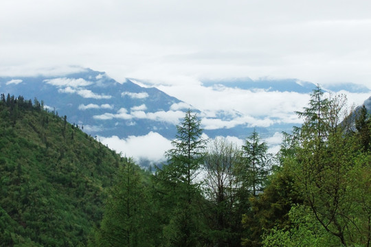 尼洋河风光