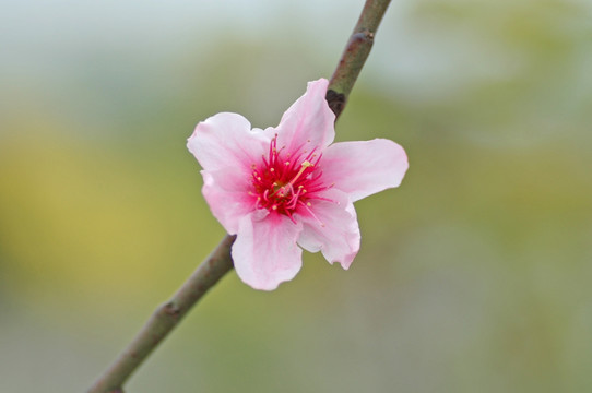 一朵桃花特写素材