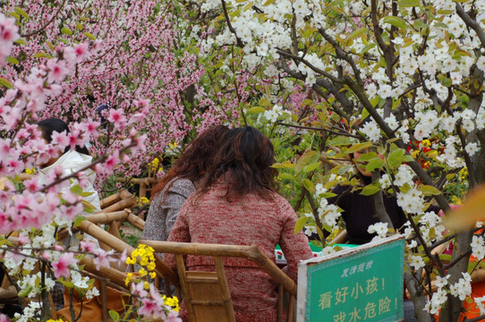 桃花和麻将