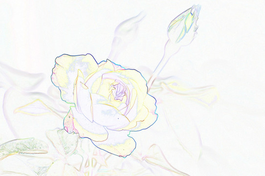 艺术花卉 黄玫瑰