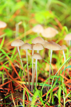 蘑菇图组