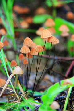 蘑菇图组