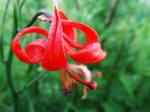 山丹花 萨日朗花