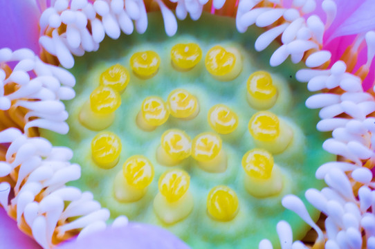 莲蓬