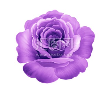 紫色朵花