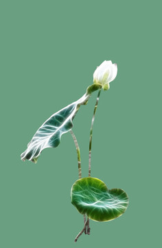 荷花 花片 陶瓷