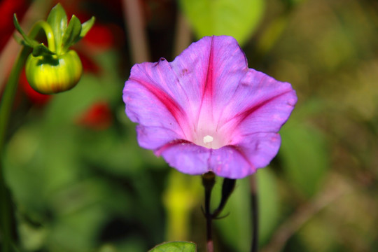 牵牛花