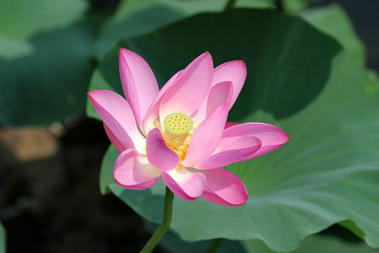 荷花绽放
