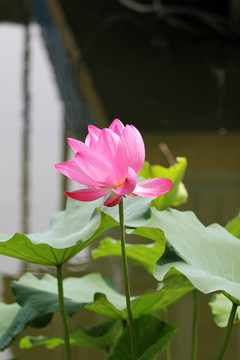 荷花一枝