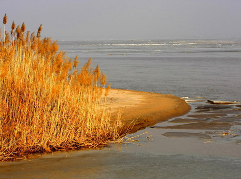 黄河湿地 冬天