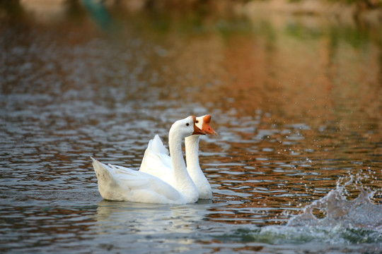 池塘中的两只白鹅