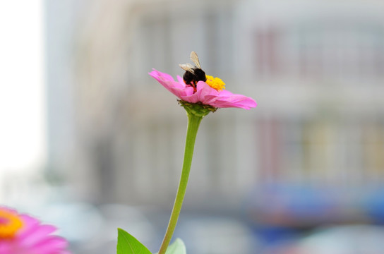 蜜蜂采蜜