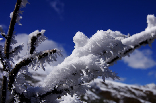 树枝 冬雪