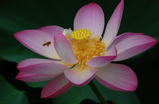 荷花与蜜蜂 荷花 蜜蜂 花卉