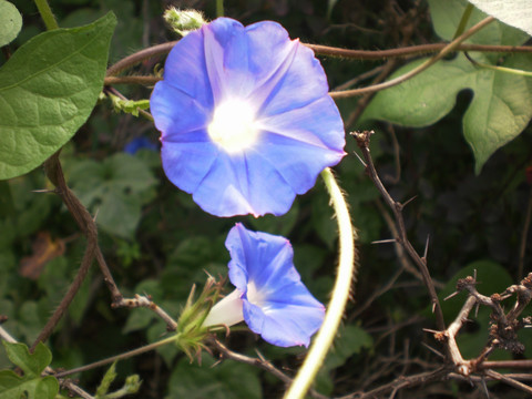 牵牛花
