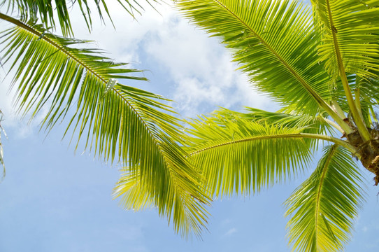 海南 椰子树