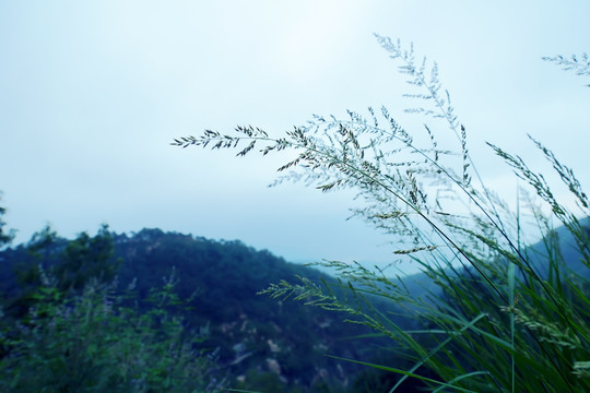 泰山风光