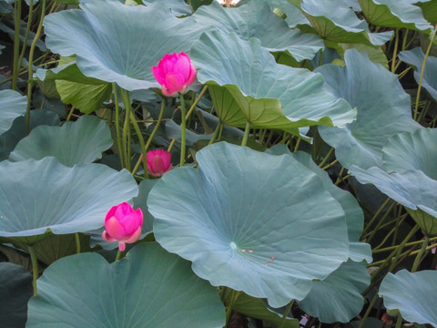 莲叶田田 荷花
