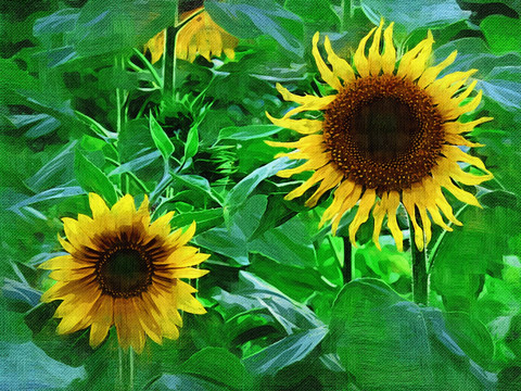 电脑油画 向日葵