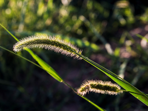 狗尾巴草