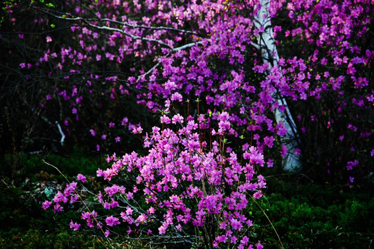 杜鹃花 达尔滨湖