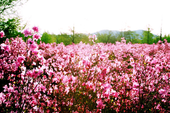 杜鹃花 达尔滨湖