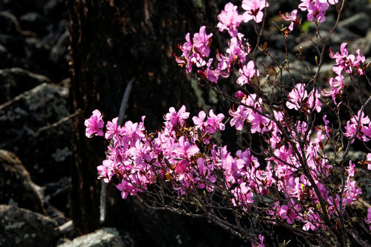 杜鹃花 达尔滨湖