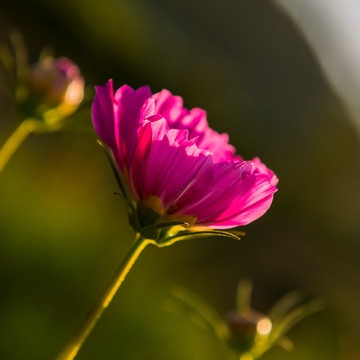 格桑花