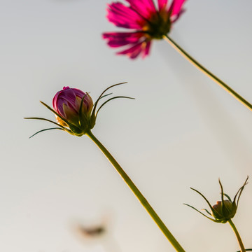 格桑花