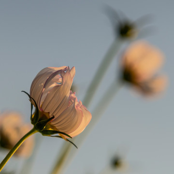 格桑花