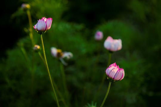 格桑花