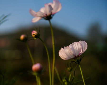 格桑花