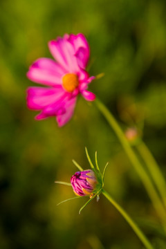 格桑花