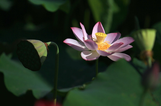 红荷花 荷叶 红花绿叶 荷