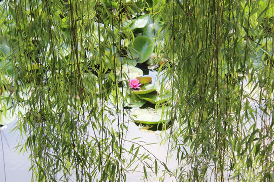 荷花