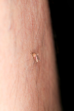 吸血的蚊子 蚊子
