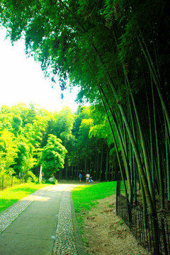 植物园竹林素材