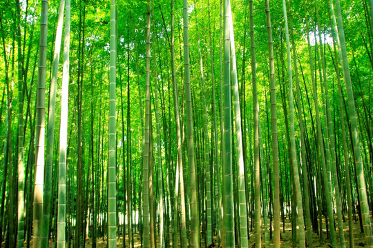 竹林 竹子 竹海