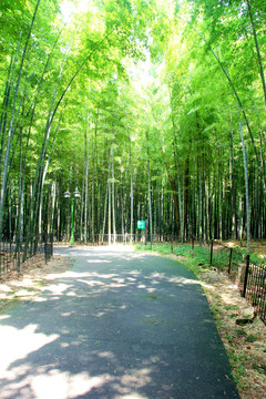 竹林小道 竹子 竹海