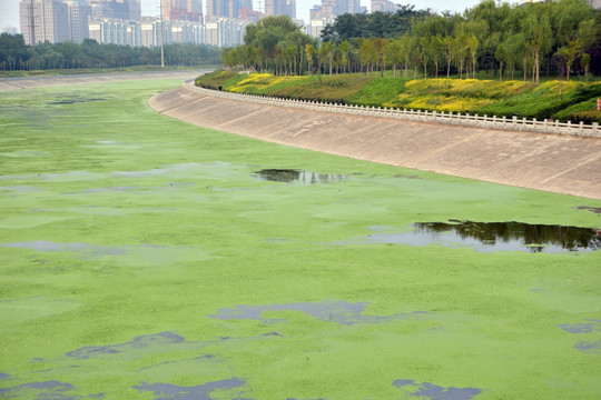 浮萍 城市 水污染