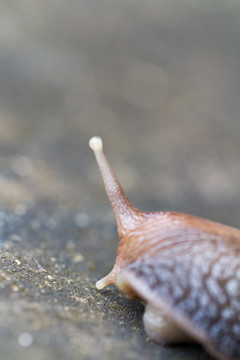 非洲大蜗牛 触角特写 微距