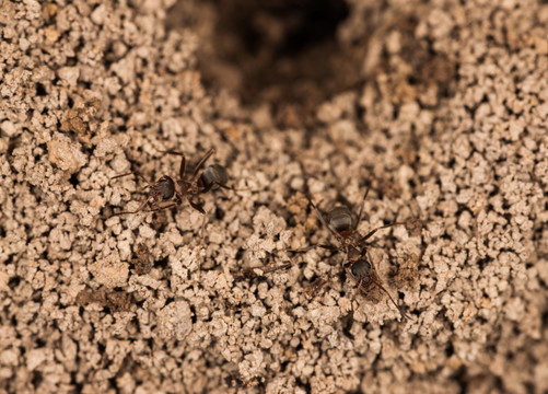 筑巢的小蚂蚁 忙碌
