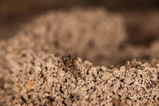 筑巢的小蚂蚁