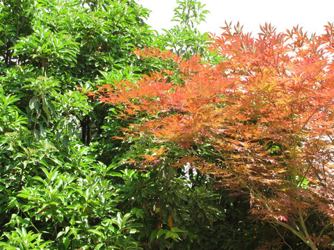 红枫