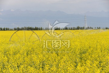 油菜花 喷灌