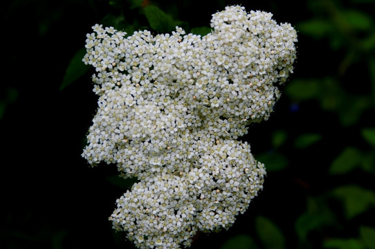 百花 繁花 簇